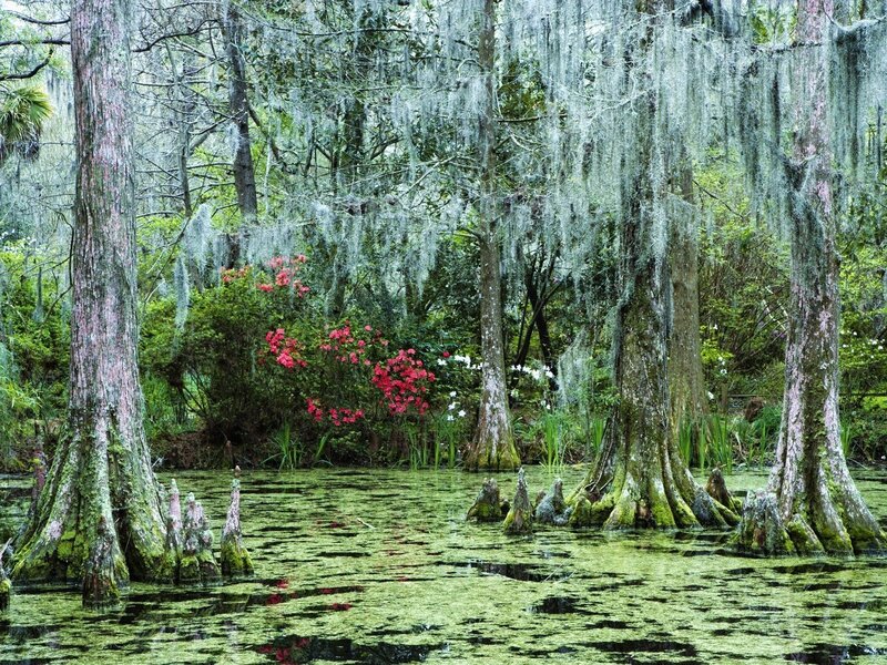 Swamp with cypress trees