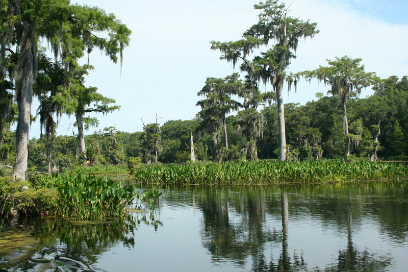 Swamp with cypress trees