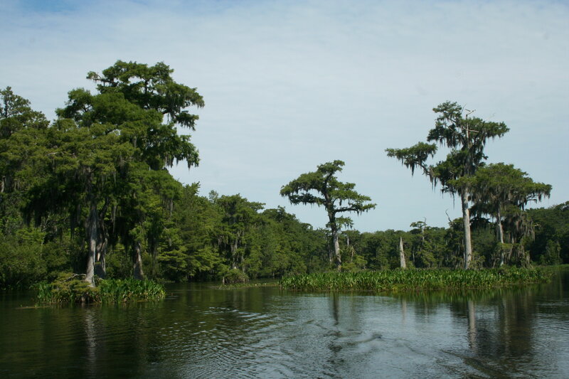 swamp with cypress trees