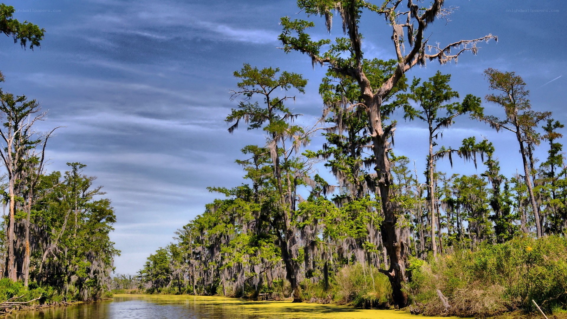 swamp with cypress trees