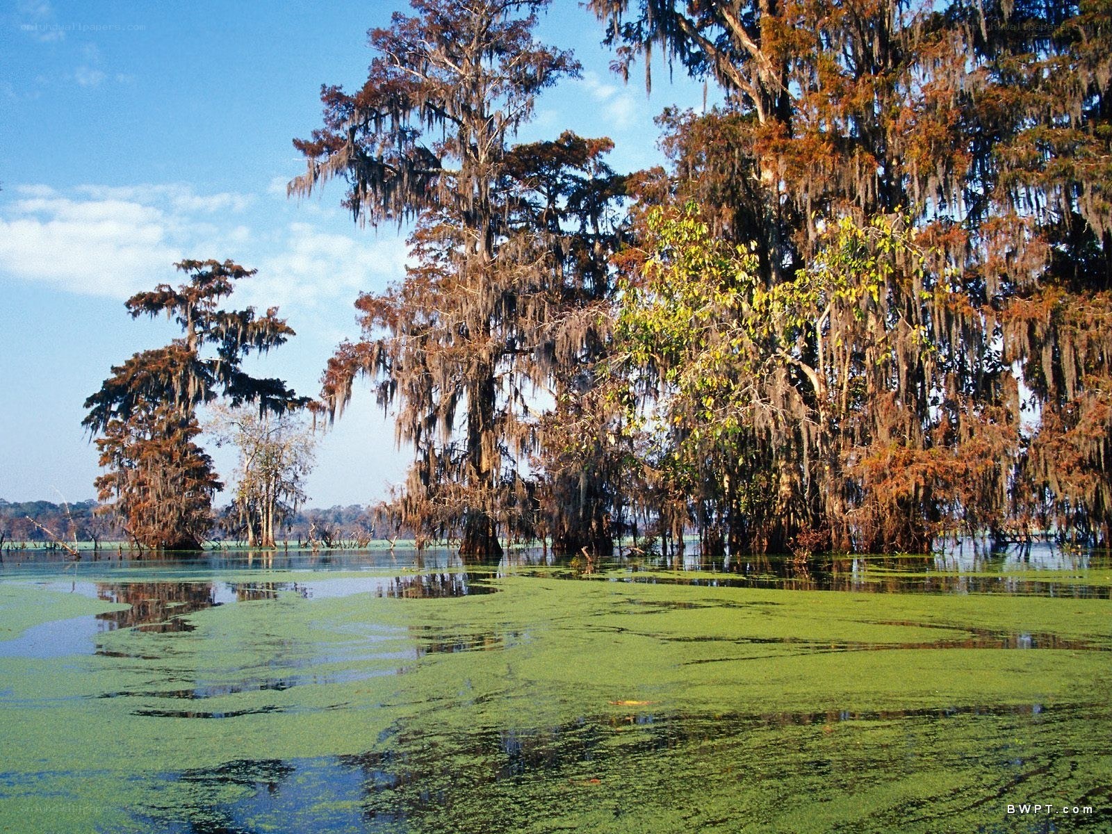 Swamp with cypress trees
