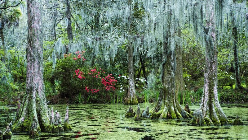 Swamp with cypress trees and Spanish moss