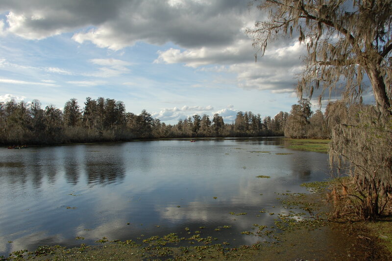 Swamp with Cypress Trees — Blue, Serene