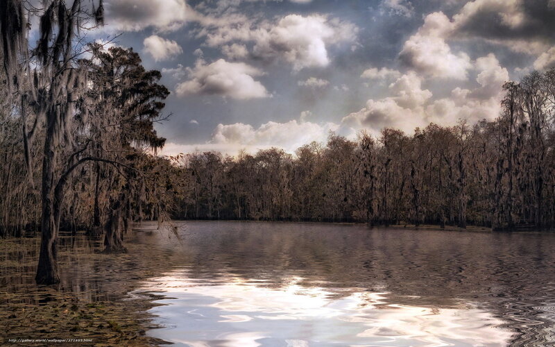 Swamp with Cypress Trees — Brown, Dramatic