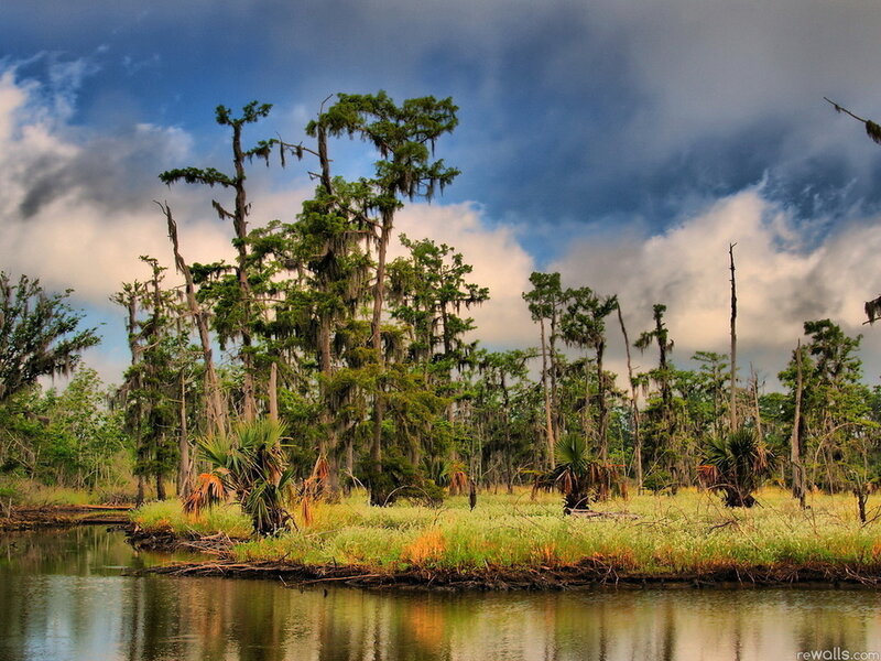 Swamp with Cypress Trees — Green, Dramatic