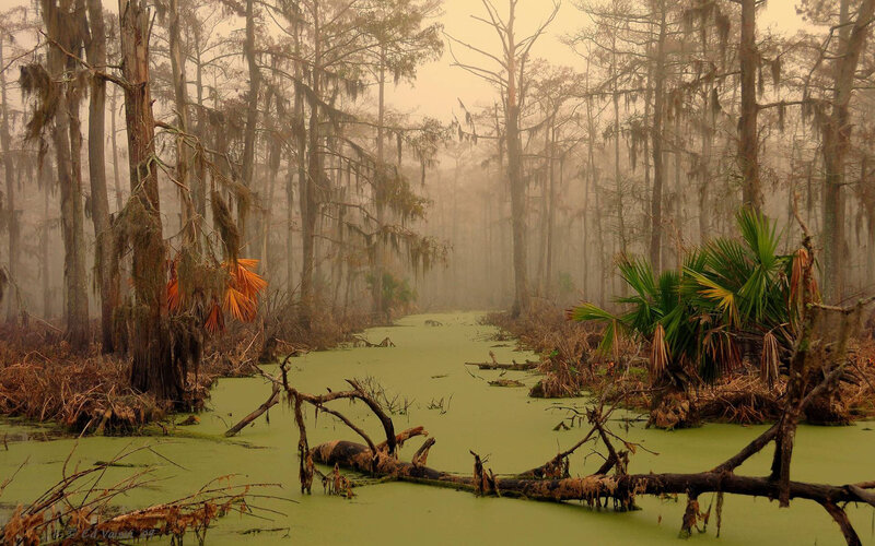 Swamp with Cypress Trees — Green, Misty, Morning