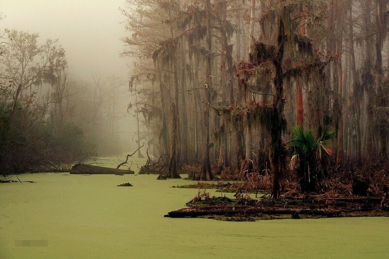 Swamp with Cypress Trees — Green, Misty
