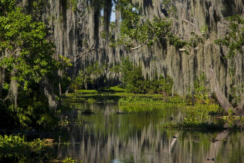 Swamp with Cypress Trees — Green, Serene, Afternoon