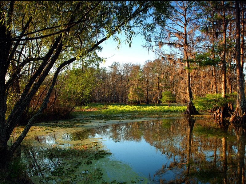 Swamp with Cypress Trees — Green, Serene
