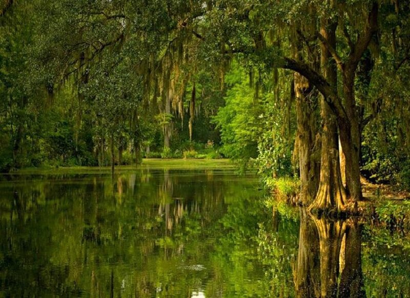 Swamp with Cypress Trees — Green