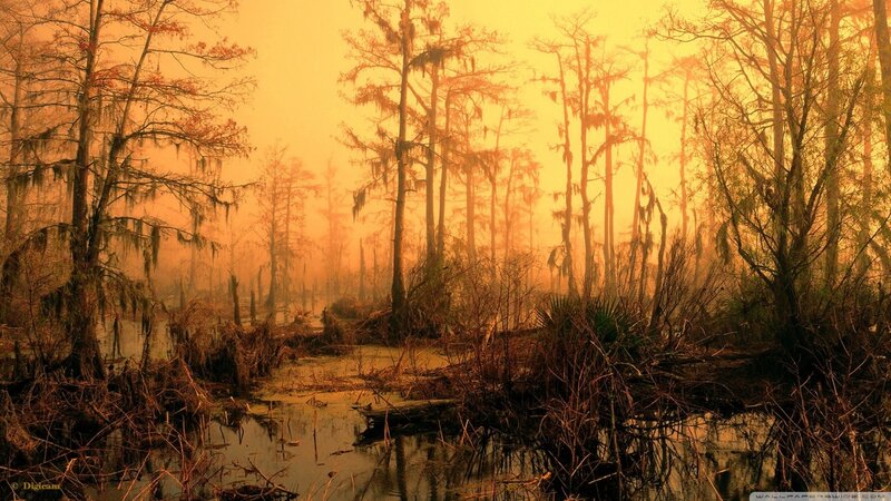Swamp with Cypress Trees — Orange