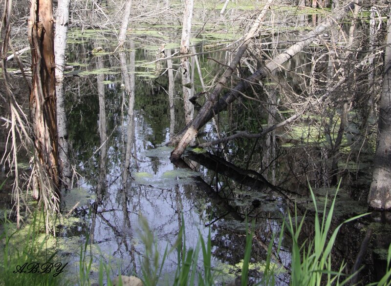 Swamp with Dead Trees