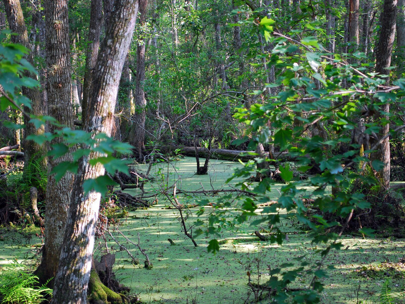 Swamp with Green Algae — Serene