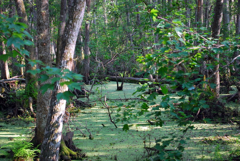 Swamp with Green Algae