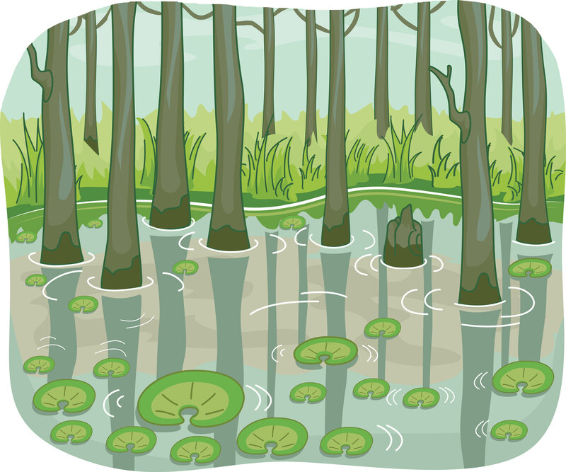 Swamp with Lily Pads