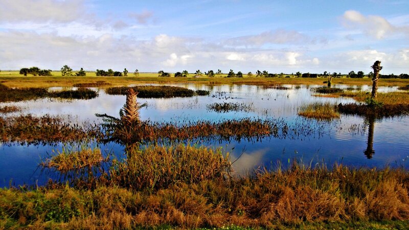 Swamp with Palm Trees