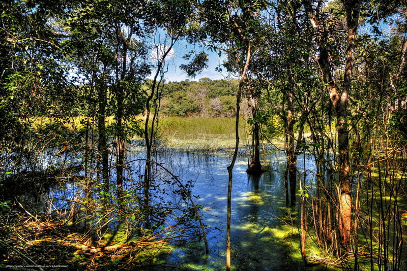 Swamp with Trees