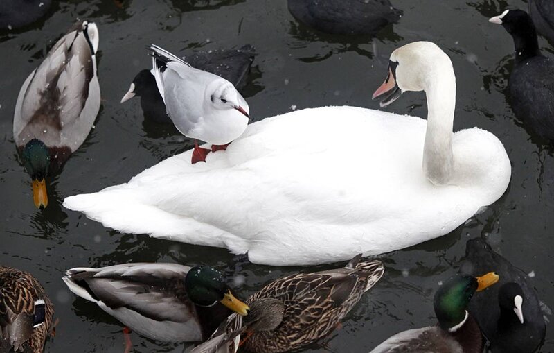 Swan and birds on water