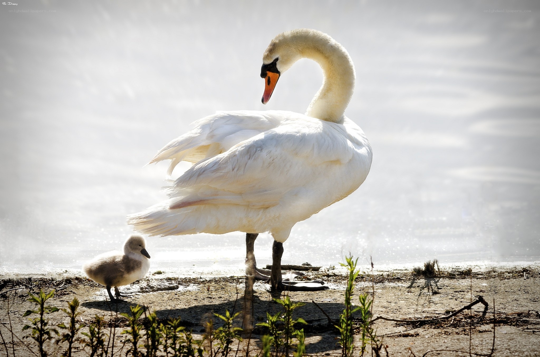 Swan and cygnet by the water