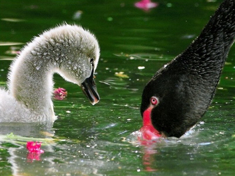 Swan and cygnet in pond