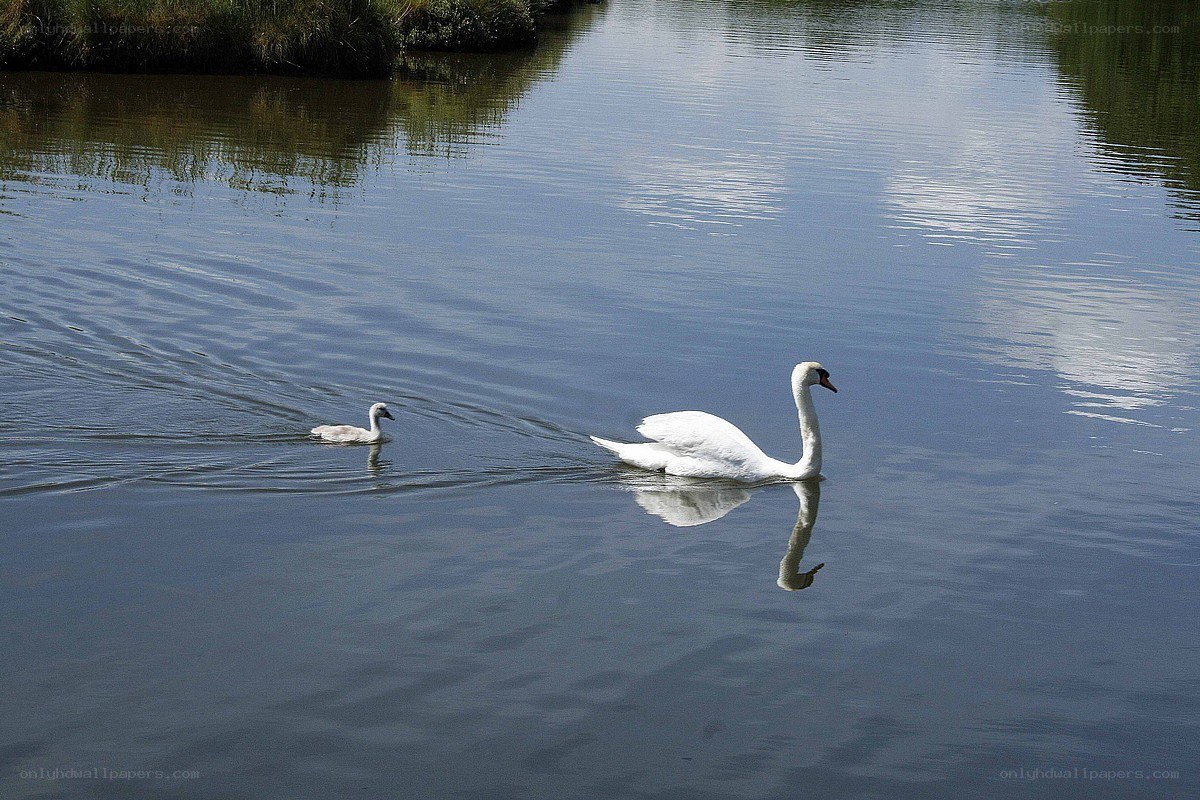 Swan and cygnet on a lake
