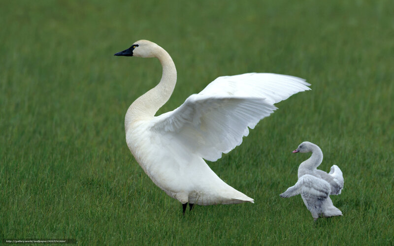 Swan and cygnet on grass