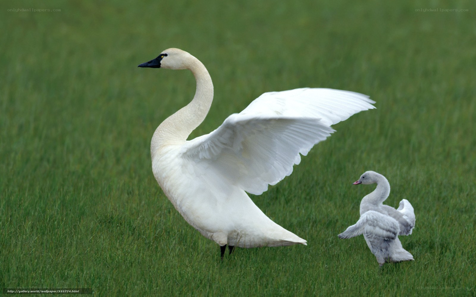 Swan and cygnet on grass