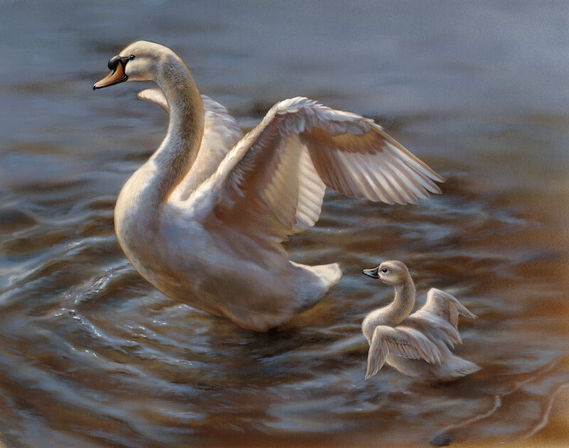 Swan and Cygnet