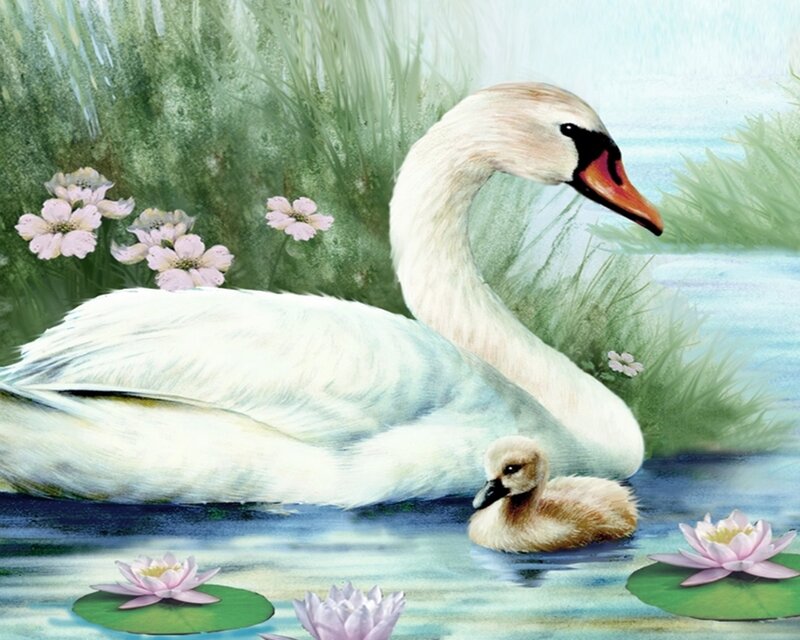Swan and Cygnet — White