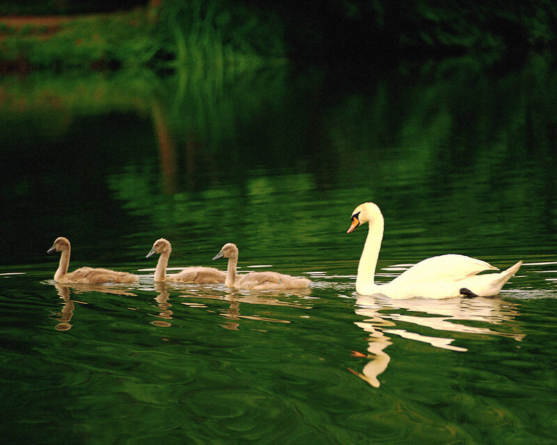 Swan and cygnets on a pond