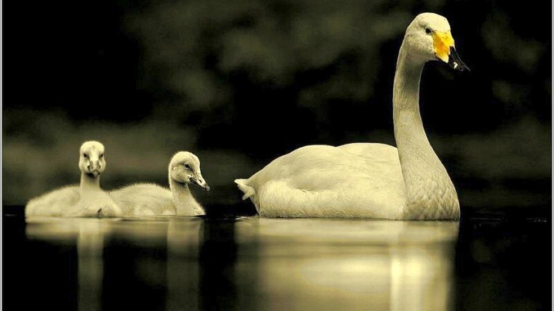 Swan and Cygnets