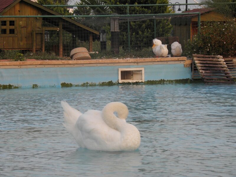 Swan and ducks in a pond