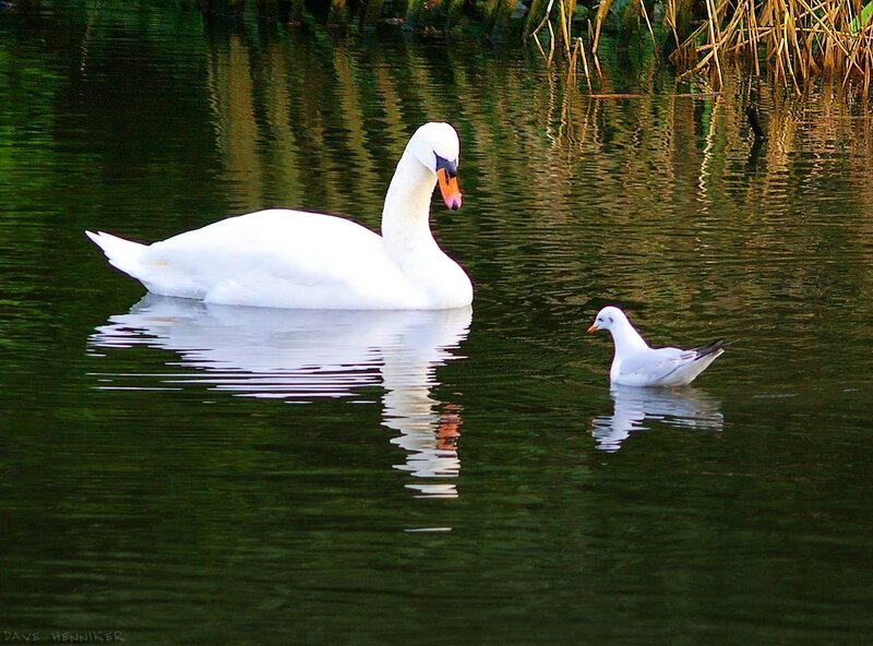 Swan and Seagull