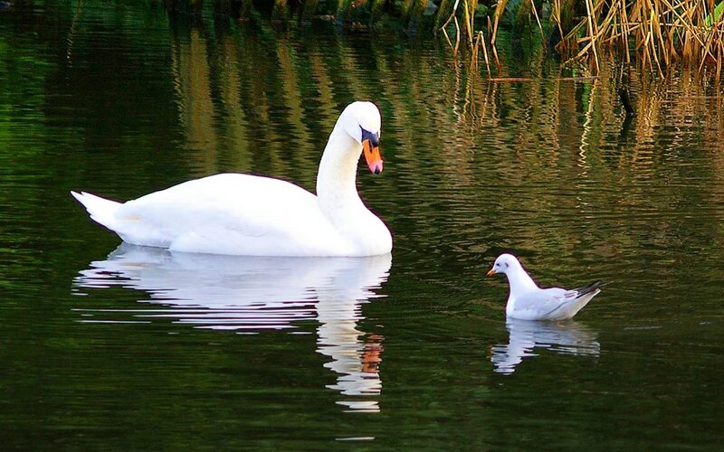 Swan and Seagull — White