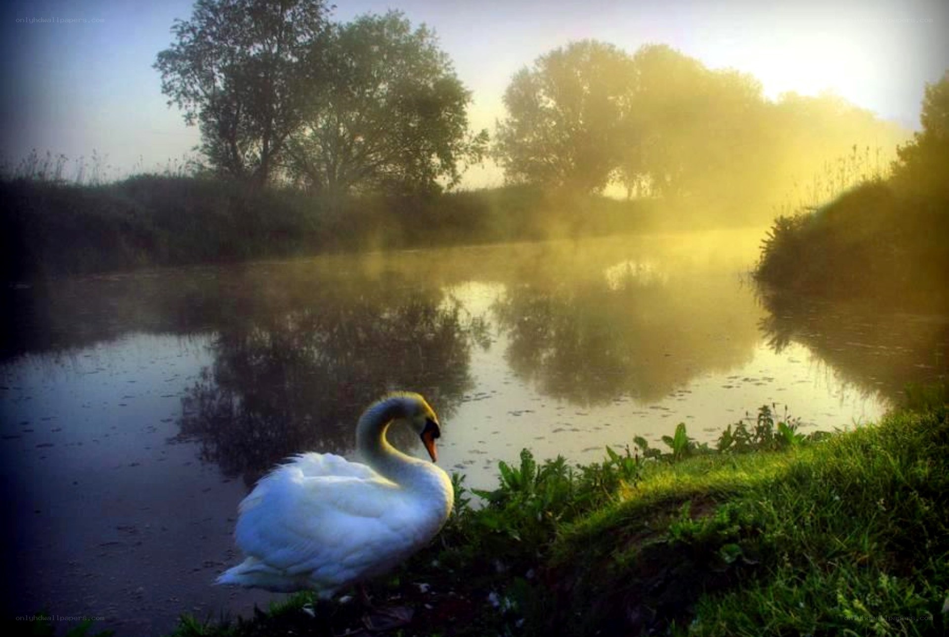Swan at dawn by the river
