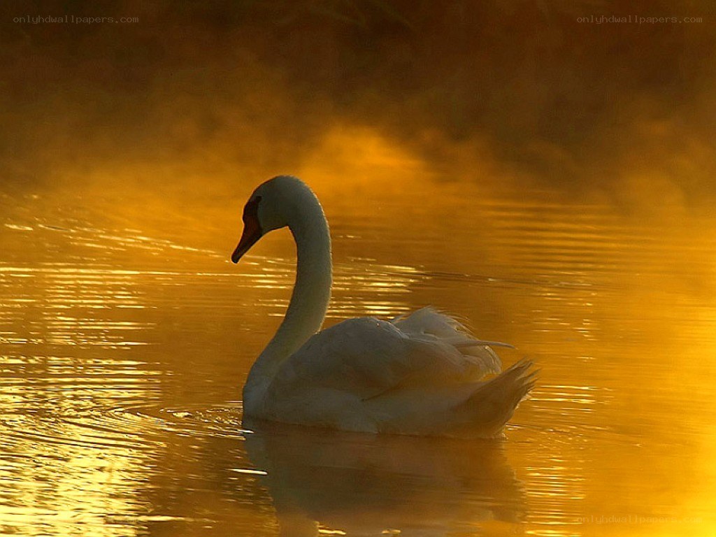 Swan at golden sunrise