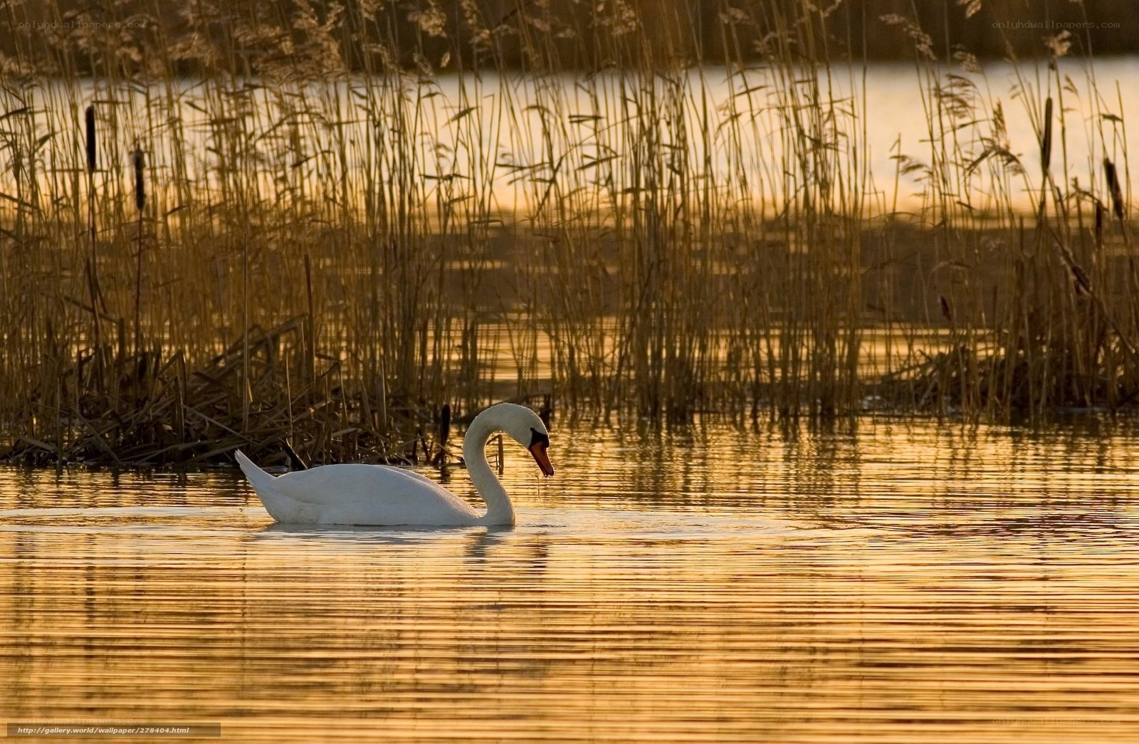 Swan at sunset in reeds