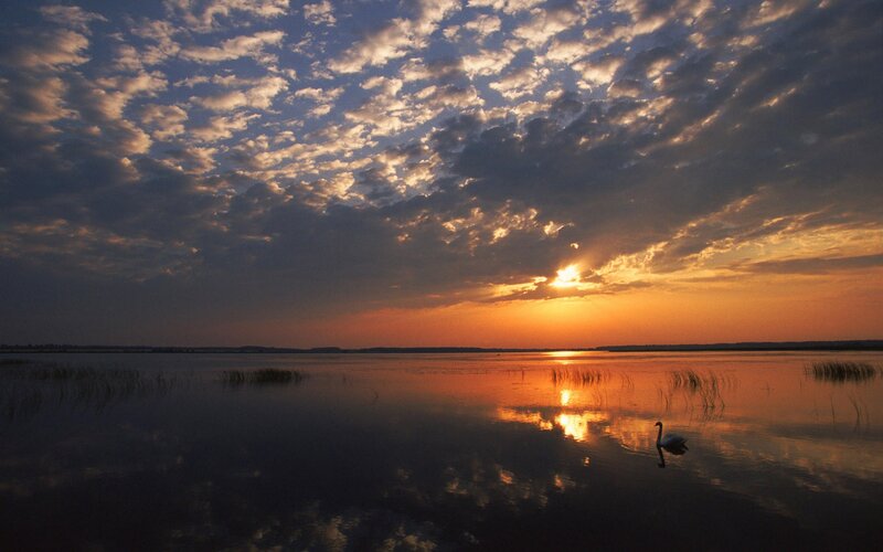 Swan at sunset on a calm lake