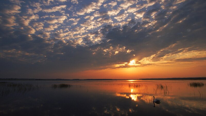Swan at sunset on a calm lake