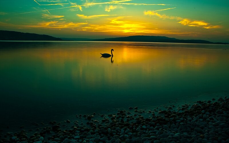 Swan at sunset on a calm lake