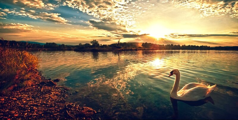 Swan at sunset on a calm lake