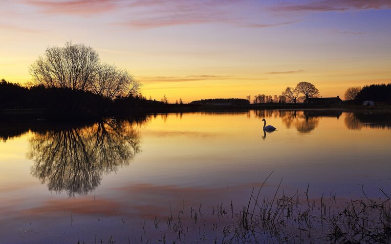 Swan at sunset on a calm lake