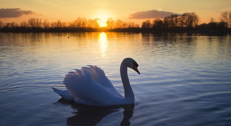 Swan at sunset on a lake