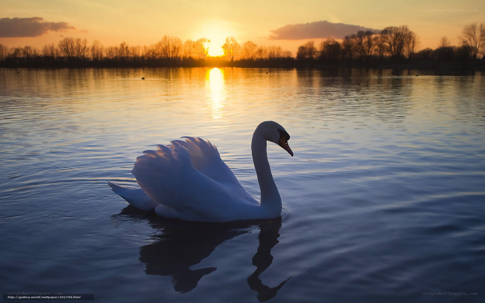 Swan at sunset on a lake