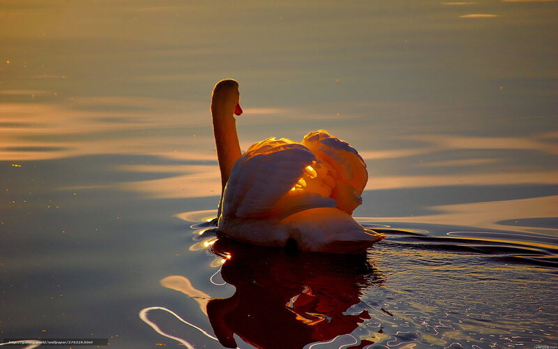 Swan at sunset on calm water