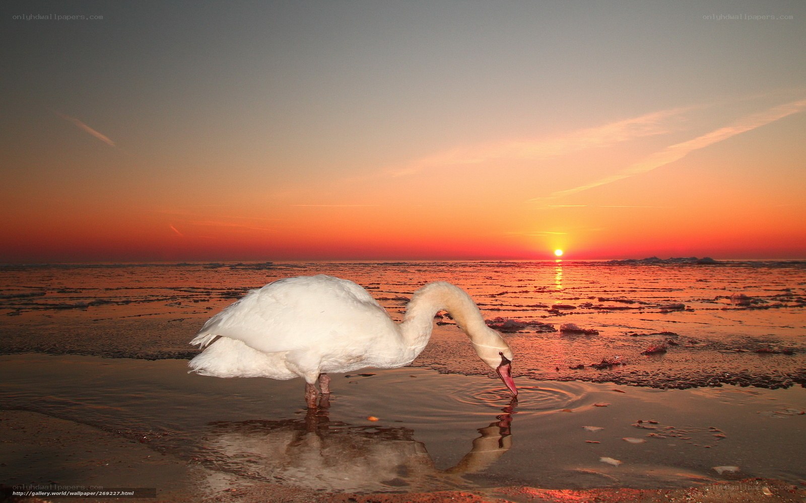 Swan at sunset on icy shore