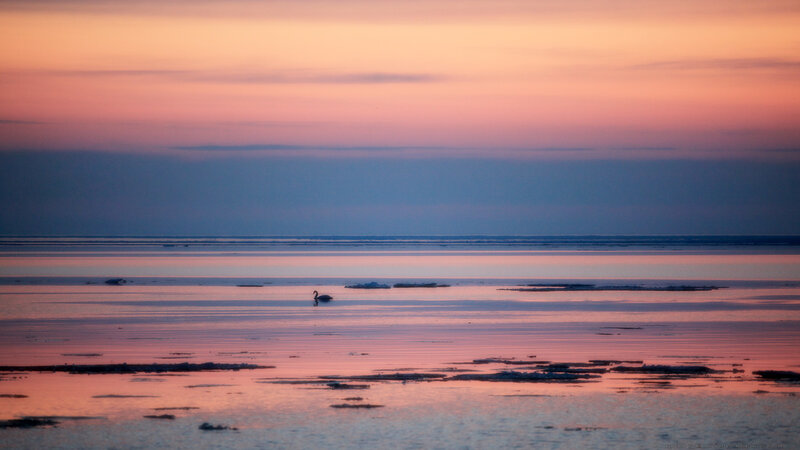 Swan at sunset on icy water