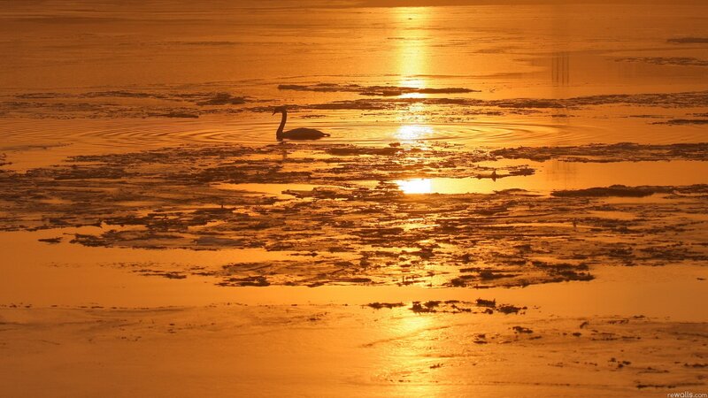 Swan at sunset on icy water
