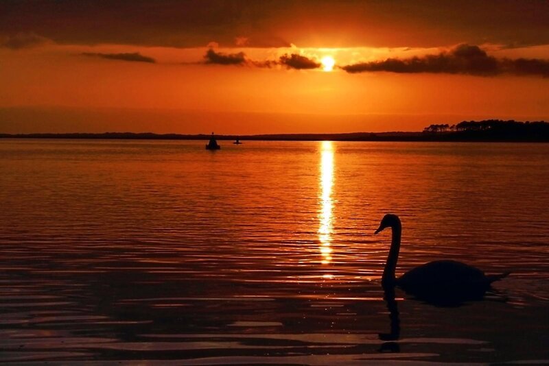 Swan at sunset on the water