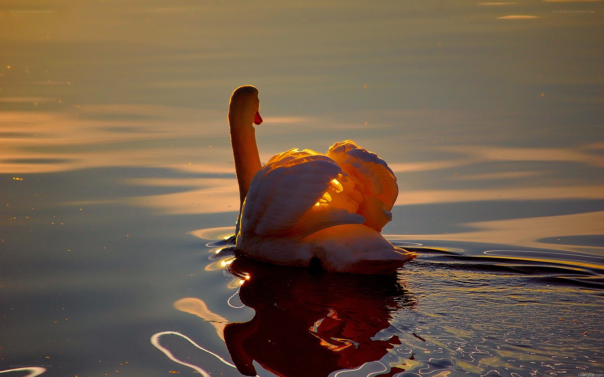 Swan at sunset on water
